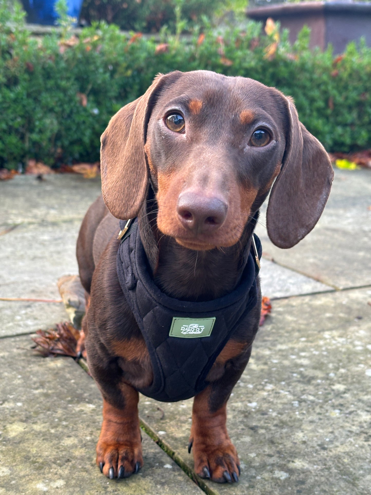 Black Quilted Velvet Harness