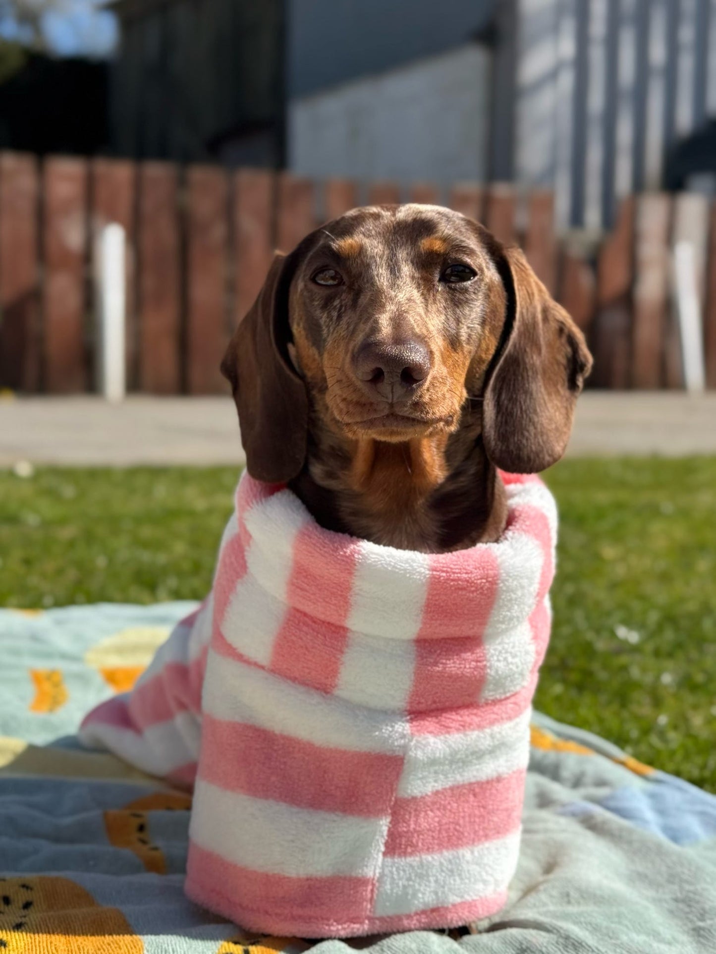 The Beach Club Dog Robe