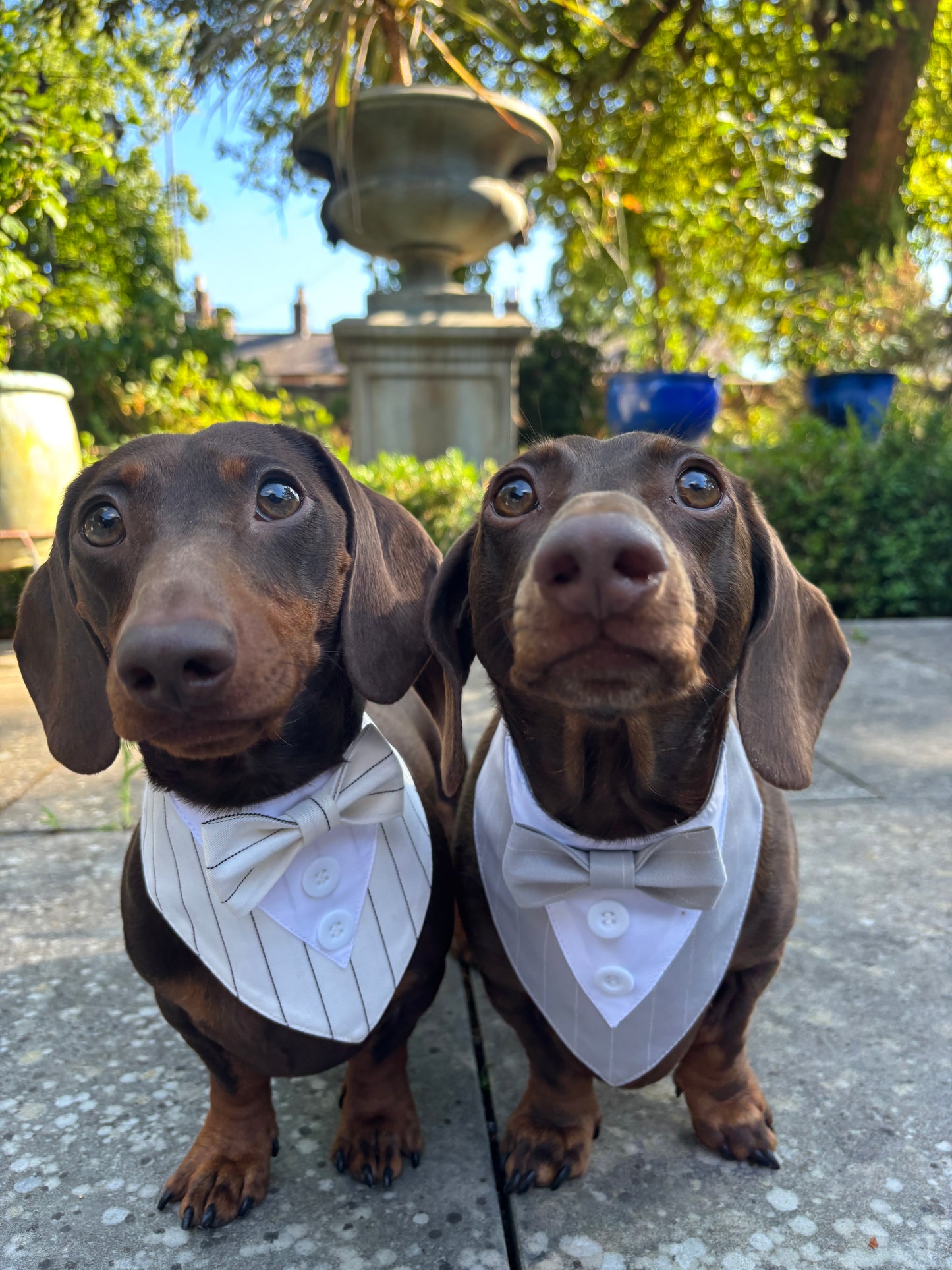 Tuxedo Bandana