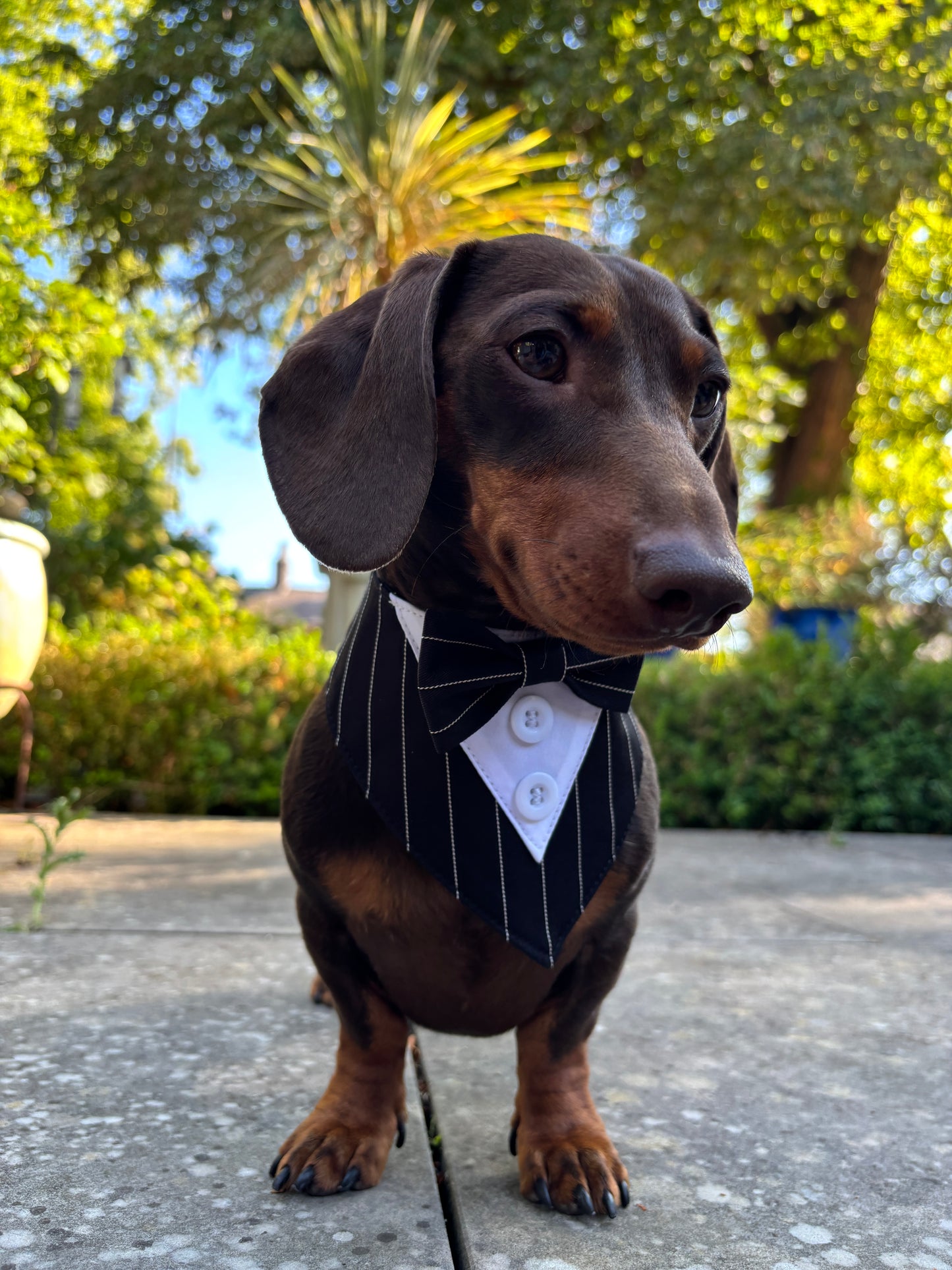 Tuxedo Bandana