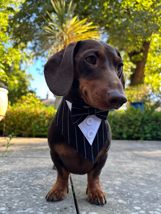 Tuxedo Bandana