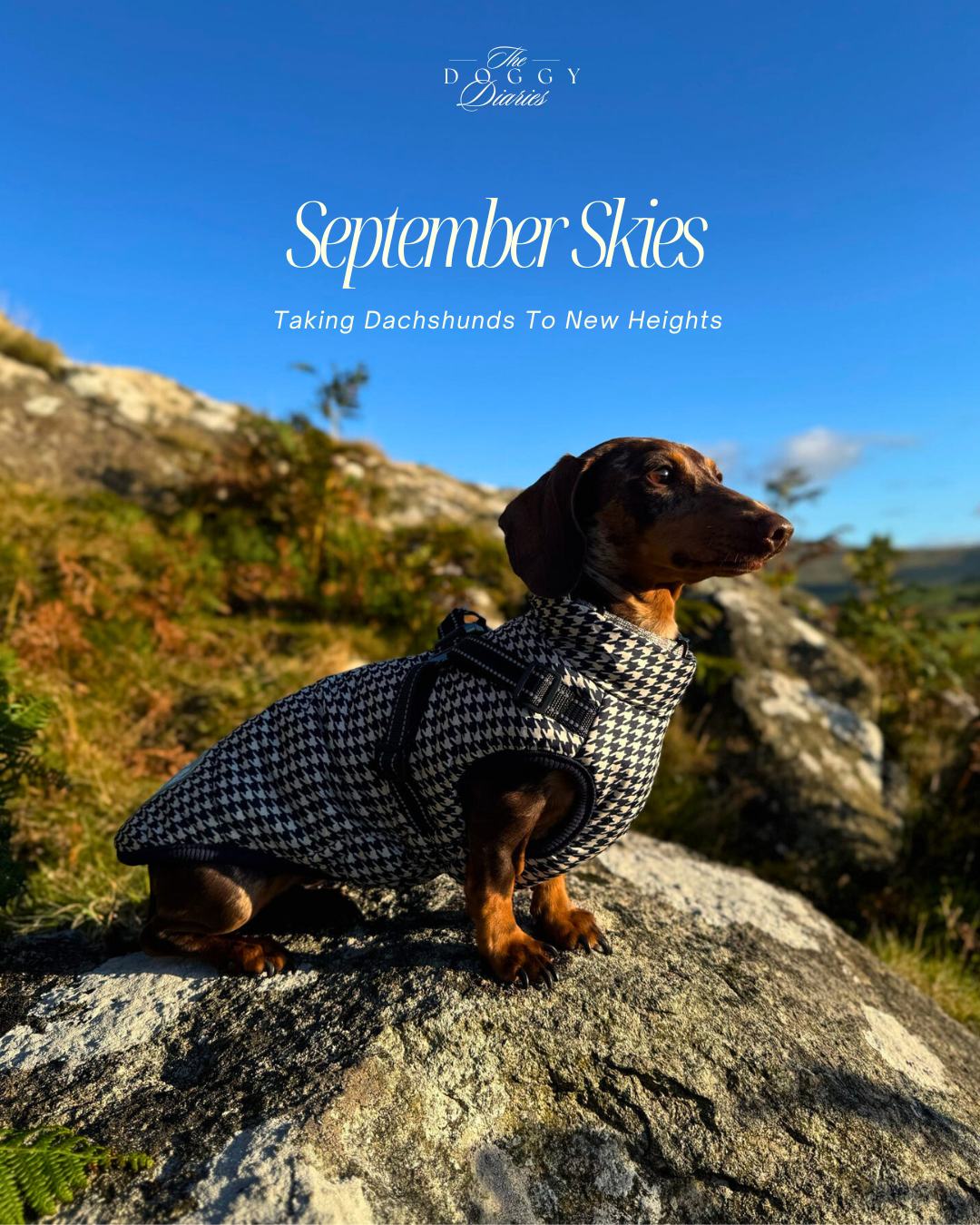 Navy & Cream Houndstooth Harness Coat