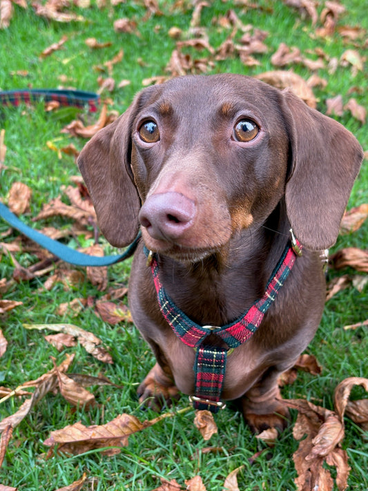 Tartan Fully Adjustable Harness