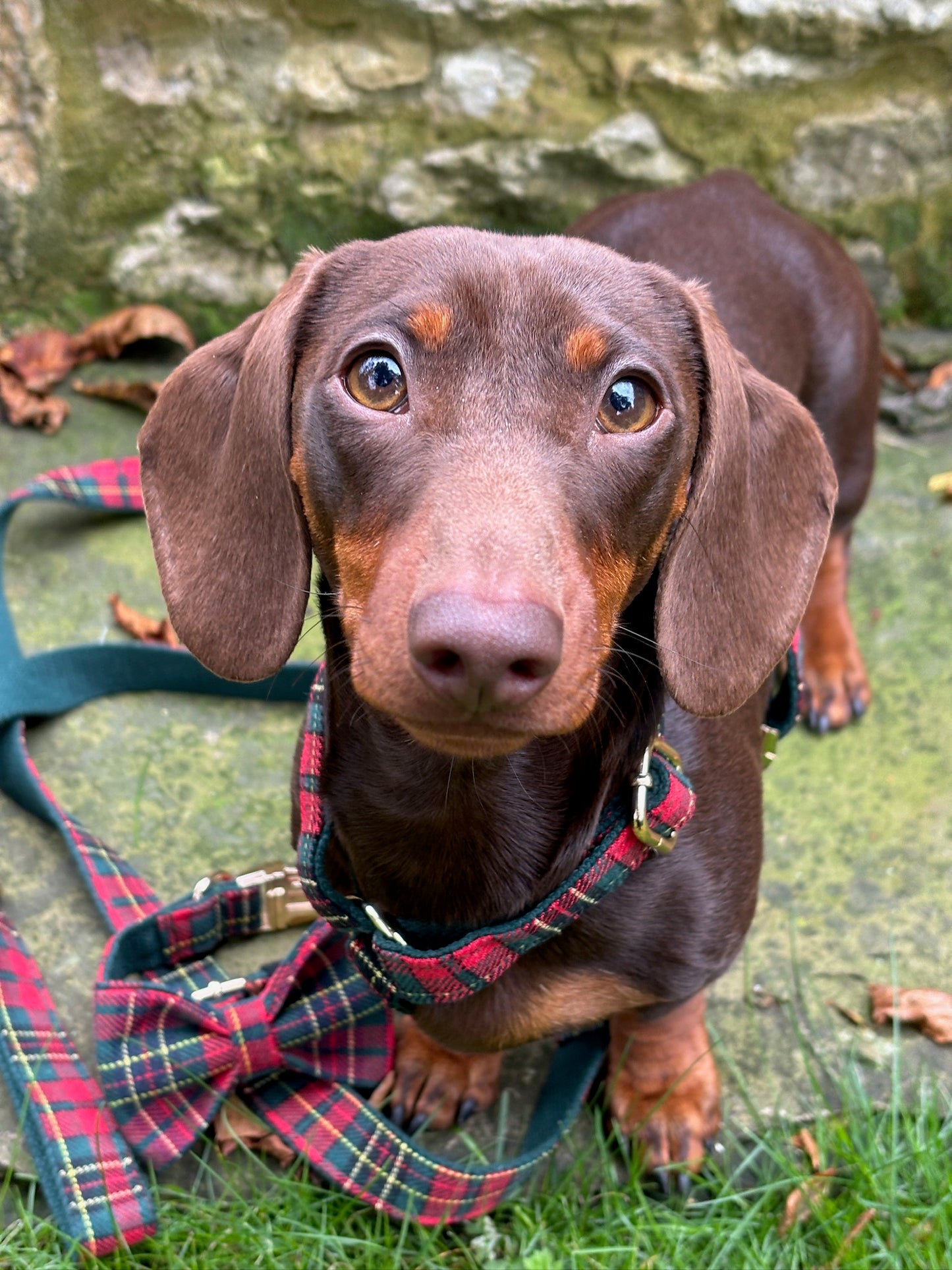 Tartan Fully Adjustable Harness